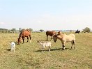 IMG_5765.jpg